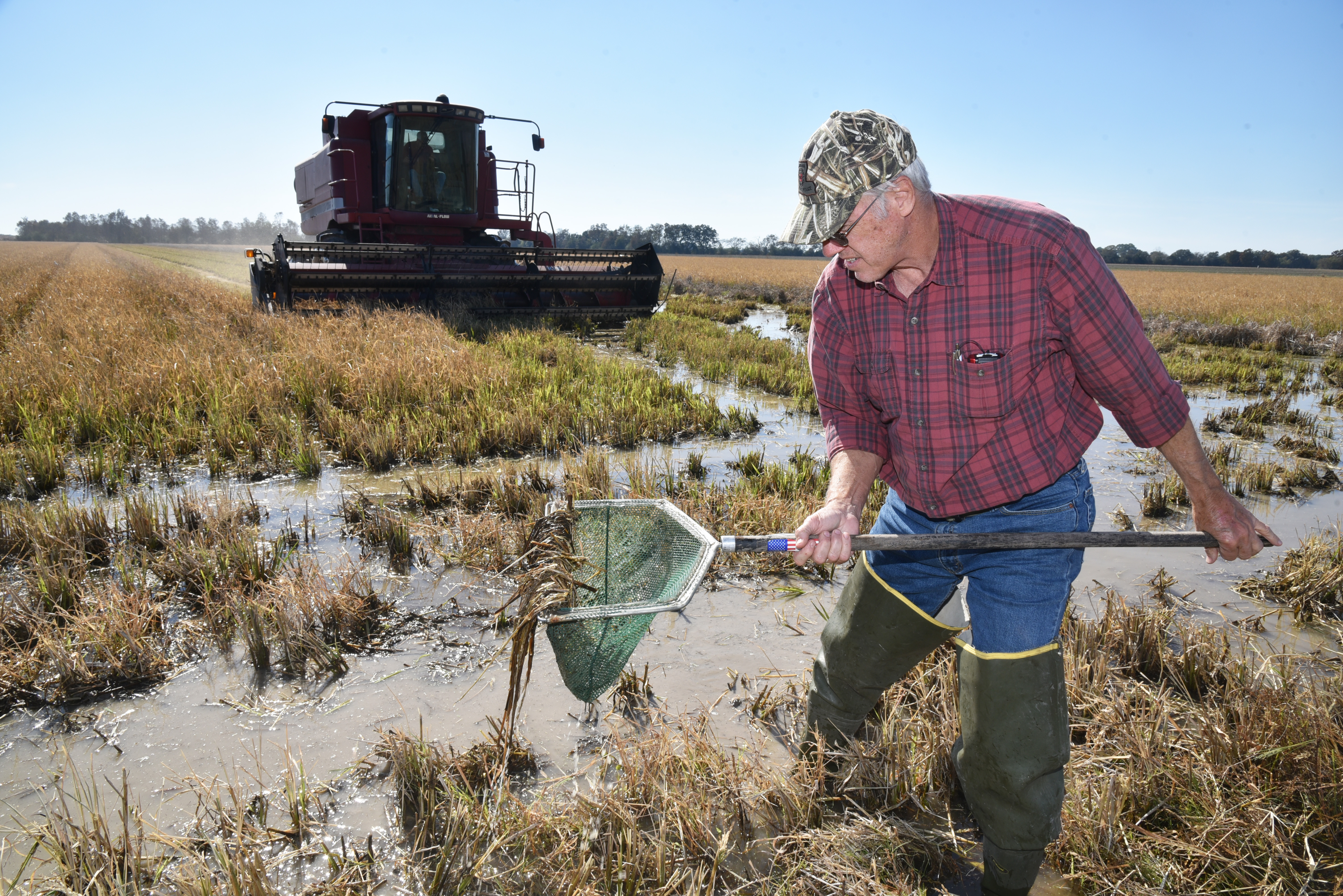 Study looks at second-crop rice, crawfish production 